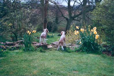 puppy in glovers garden