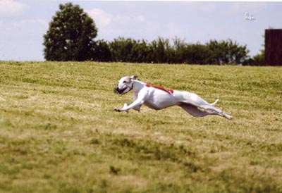 galloping