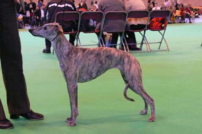 crufts07