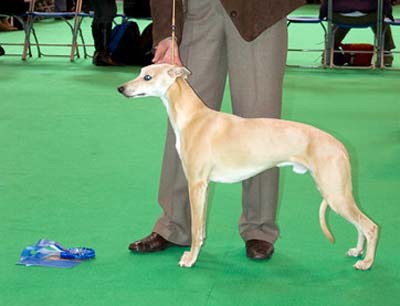 crufts2011