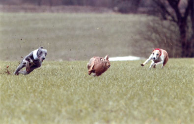 two dogs and hare