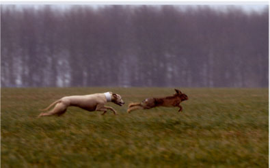 close to hare