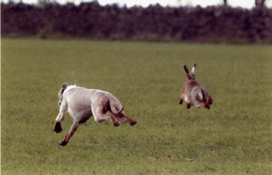 whippet off-line