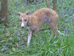 in bluebell wood